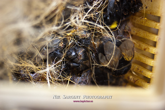 beepol autopsy-3751
