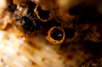 Bumblebee Waxpots & Honey