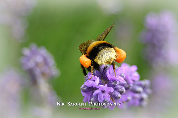Bufftail Bumblebee collecting pollen on lavender