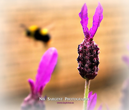 "Early Bumblebee" leaving the lavender