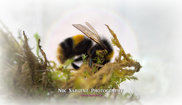 Bufftail bumblebee exploring her new tub