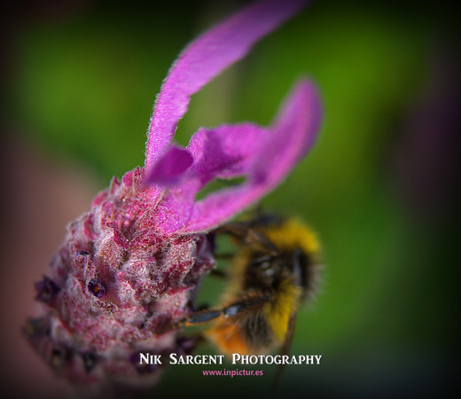 Early Bumblebee - Bombus Pratorum - loving the lavender in the back garden