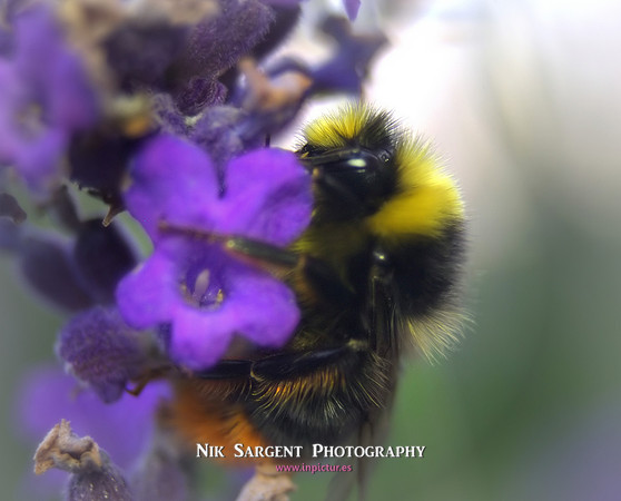 Male Redtailed Bumblebee