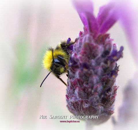 Early Bumblebee - Bombus Pratorum - loving the lavender in the back garden
