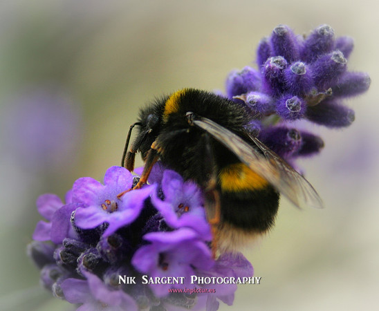 Bufftailed Bumblebee
