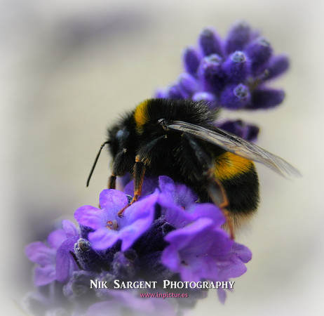 Bufftailed Bumblebee