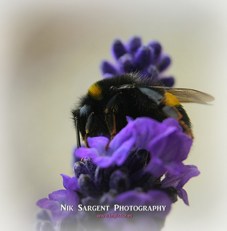 Bufftailed Bumblebee