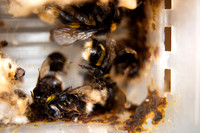 Bumblebee 'grave corner'