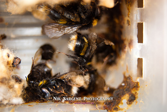 Bumblebee 'grave corner'