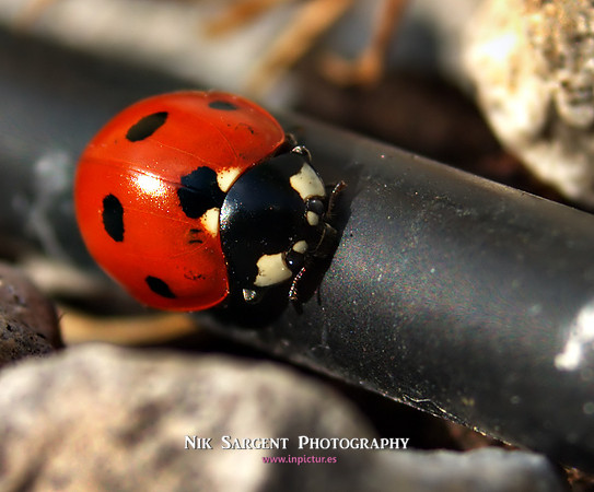 CRW_0923-ladybird-hdr-nr