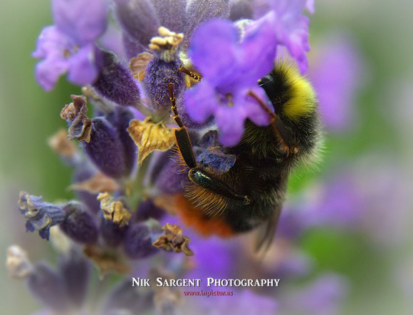 Male Redtailed Bumblebee