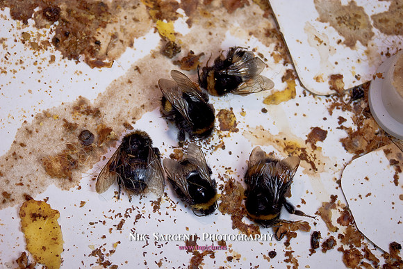 beepol autopsy-3808