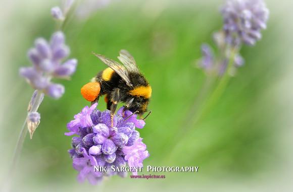 Bufftail Bumblebee collecting pollen on lavender