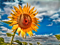 In The Fields of France (Sunflower)