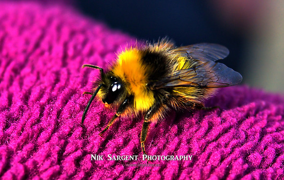 Early Bumblebee - Bombus Pratorum - loving the lavender in the back garden