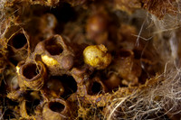 beepol autopsy-3771