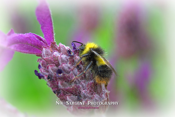 Early Bumblebee - Bombus Pratorum - loving the lavender in the back garden