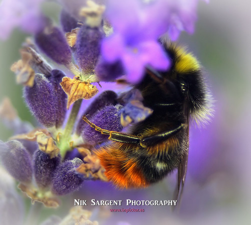 Male Redtailed Bumblebee