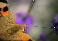 painted lady