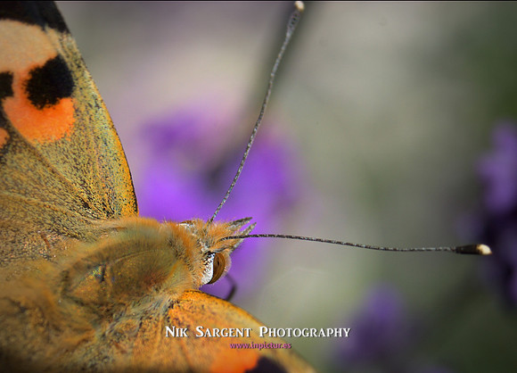 painted lady