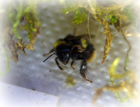 Holly - Bufftail - Warning Signs