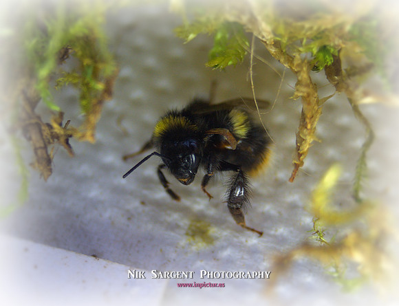 Holly - Bufftail - Warning Signs