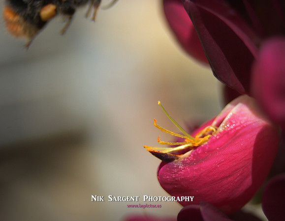 Redtailed Bumblebee on Lupin