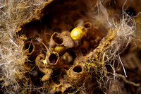 beepol autopsy-3773