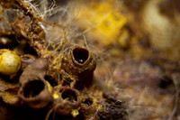 beepol autopsy-3778