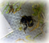 Holly - Bufftail - Warning Signs