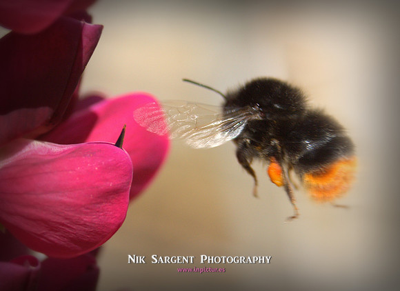 Redtailed Bumblebee on Lupin