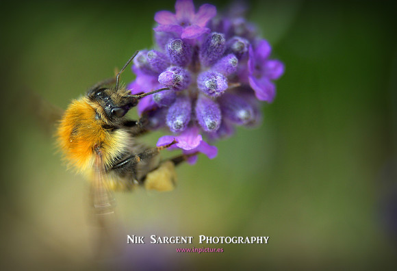 common carder bumblebee on lavender