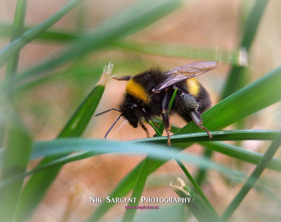 Bufftail Bumblebee - Bombus Terrestris - recovering from the cold and warming up