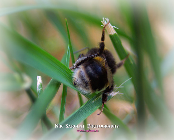 Bufftail Bumblebee - Bombus Terrestris - recovering from the cold and warming up