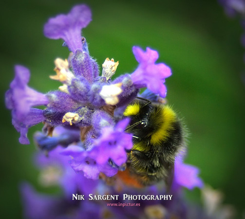 Male Redtailed Bumblebee