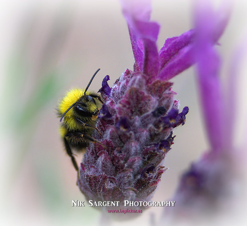 Early Bumblebee - Bombus Pratorum - loving the lavender in the back garden