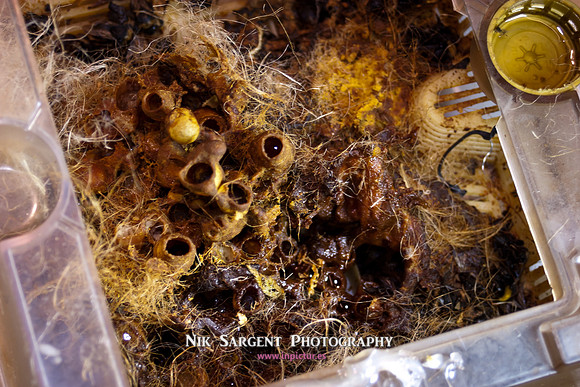 beepol autopsy-3805