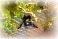 Holly - Bufftail - Warning Signs