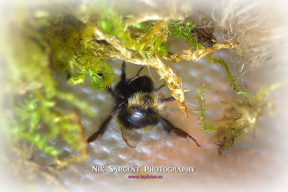 Holly - Bufftail - Warning Signs