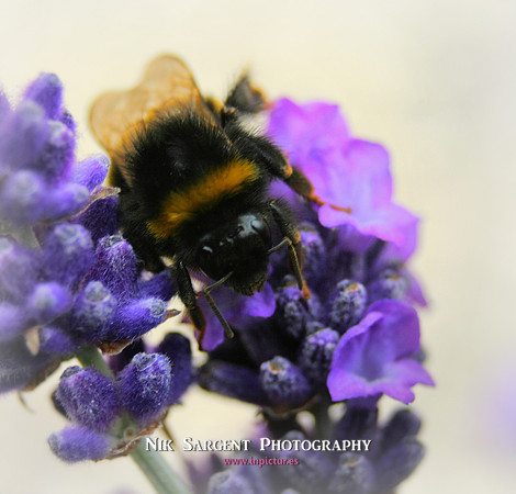 Bufftailed Bumblebee