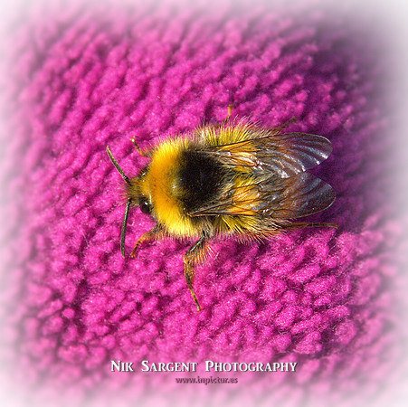 Early Bumblebee - Bombus Pratorum - loving the lavender in the back garden