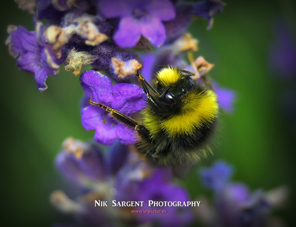 Male Redtailed Bumblebee
