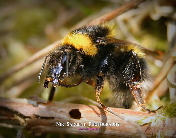 Garden Bumblebee Queen - resting in moss
