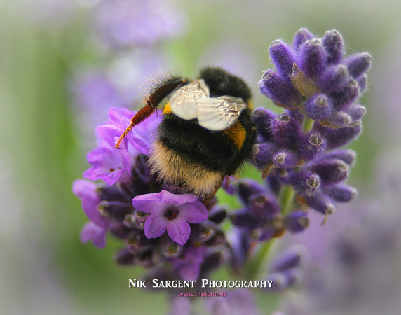 Bufftailed Bumblebee