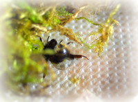 Holly - Bufftail - Warning Signs