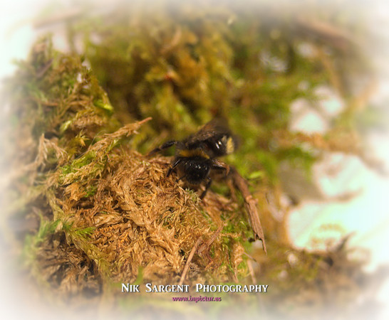Holly - Bufftail