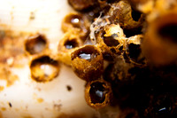 Bumblebee Waxpots & Honey