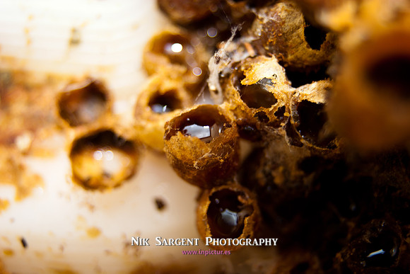 Bumblebee Waxpots & Honey