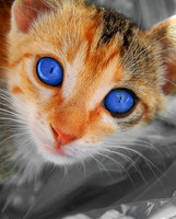 An unavoidable stare of curiousity