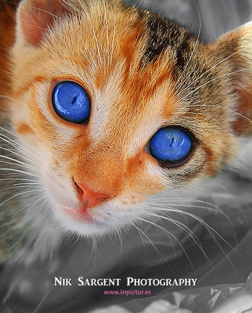 An unavoidable stare of curiousity